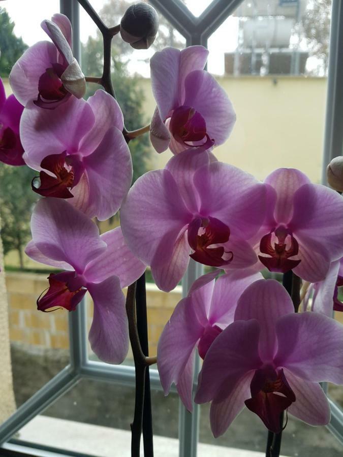 Evmelia Kakopetria Suites מראה חיצוני תמונה